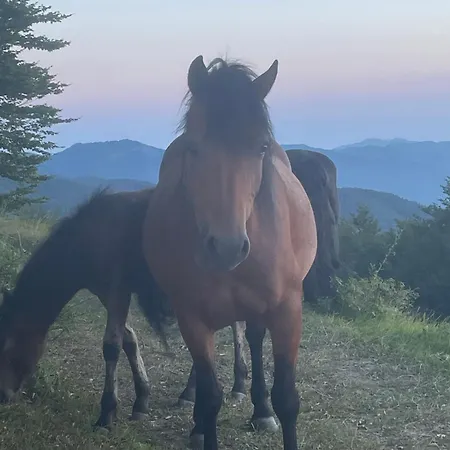 Apartment L'oasi Di Pace Di Elena Ottone