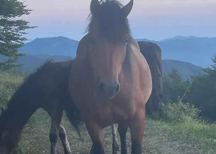 Appartement L'oasi Di Pace Di Elena Ottone
